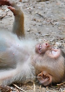 1.9K views · 26 reactions | So pity monkey bravo, monkey bravo crying hungry more drink milk, lovely monkey. | Lovely Monkey | Facebook