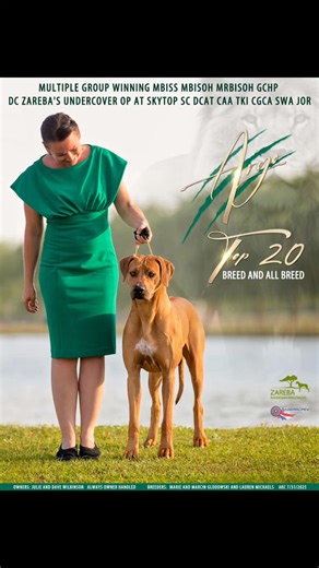 ARGO MBISS MBISOH MRBISOH GCHP DC ZAREBA'S UNDERCOVER OP AT SKYTOP SC DCAT CAA TKI CGCA SWA JOR Top 20 BREED AND ALL BREED MULTIPLE GROUP WINNING MULTI BEST IN SPECIALTY MULTI BEST IN SHOW NOHS #ADF #AKC #dualchampion #NOHS #RhodesianRidgeback #hound | American Dog Fancier