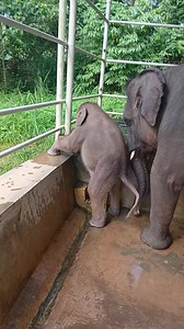 Baby elephant video: anak gajah lucu dan gemoy