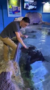Last day of Stingray week! | San Antonio Aquarium
