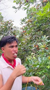 84K views · 2K reactions | Rambutan Farm | Serkeau | Facebook