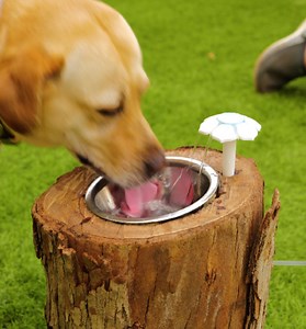 261K views · 428 reactions | DIY drinker for your dog | 5-Minute Crafts Men | Facebook