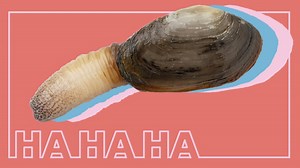 Joyeux anniversaire à la plus grosse coque de l’histoire des émissions de Télé! | ICI Télé | Radio-Canada