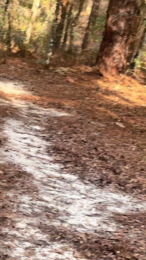 Encounter with a Massive Rattlesnake in Florida