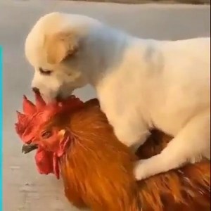 31 reactions · 11 shares | Começamos 2021 com esse exemplo de parceria e amizade  #marqueseusamigos | 퐆퐞퐫퐚퐥퐝퐨 퐁퐫퐚퐠퐚 | Facebook