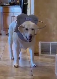 Dank Doggo Memes on Reels