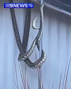 12K views · 76 reactions | If you don't fight for your love, what kind of love do you have? These two male coastal carpet pythons were spotted in Cudgera Creek fighting over a nearby female snake, with a third male snake hanging close by. The three male serpents were relocated but the female was allowed to stay. #9News | 9 News Gold Coast | Facebook