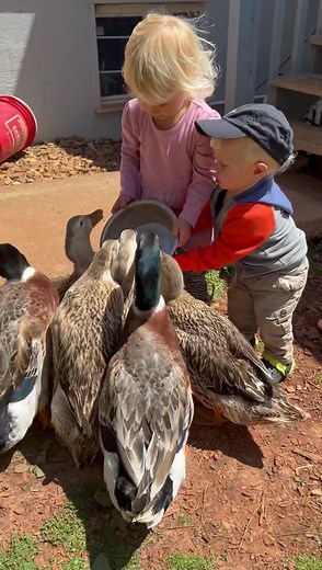 Feeding our hungry ducks 🦆 | CookingwithSammy