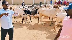 33K views · 1.3K reactions | EID SACRIFICE 2024. MORE THAN 200 CATTLE MEAT FOR FREE ON EID DAY BY UNIVERSAL ISLAMIC AND CULTURAL TRUST (UICT). MAY ALLAH REWARD THEM | Peace Dawah Media | Facebook