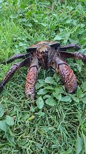 Giant Coconut Crab! With the Wild Handbury Instagram 👉https://instagram.com/thewildhanbury?utm_medium=copy_link | Wild Charles