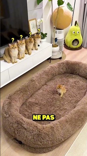 Whose Giant Bed Does It Really Belong To? 🤔😱