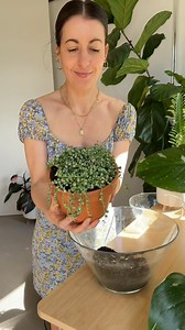 31K views · 282 reactions | Senecio Rowleyanus Repot in Terracotta!...