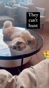 So true! Shih Tzu love #shihtzu #dogs #cutedogs | Shihtzuadvice.com