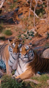 222K views · 23K reactions | Born wild, raised with love ❤️ #AmurTiger #TigerFamily #StayWild #NatureWonder | Sondre Eriksen Hensema Photography | Facebook