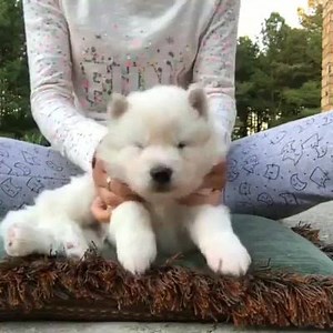 17 reactions | How sweet is this baby!! Find out more about the...