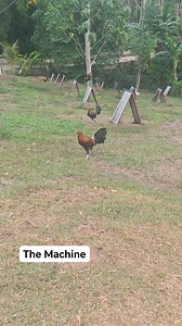 4.9K views · 160 reactions | AKA The Machine! For breeding or propagation purposes only. #Farming #Genetics #FreeRangeNeroe Lee | Animo Gamefarm | Facebook