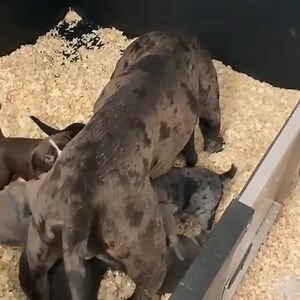 Mommy kuna taking care 😍😍😍😍 | Exclusive Bully Inc.