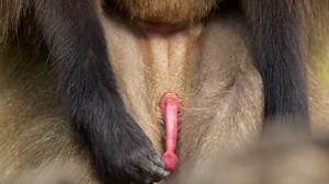 Gelada (Theropithecus gelada) scratching its crotch