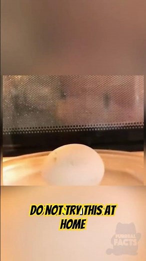 Why You Should Never Microwave Eggs
