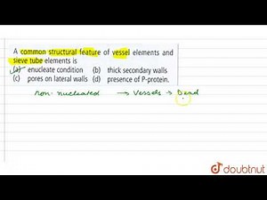A common structural feature of vessel elements and sieve tube elements is