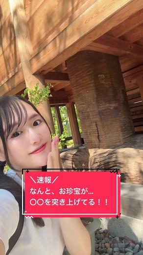 ＼速報／ 東大阪にある尊政神社は ご本殿の裏にまわると… なんと、お珍宝が ご本殿を突き上げているのです！！！ 後ほどちゃんと編集して 神社紹介あげるね⛩💘 #神社巡り #巫女 #日本文化 #リラックマグランプリ