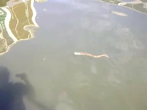 File:Sea lamprey (Petromyzon marinus) in Wales.webm - Wikimedia Commons
