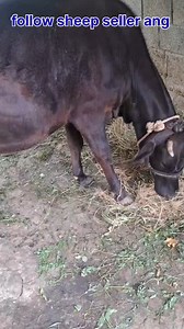 7.7K views · 109 reactions | 7889338479. Asalamualaikum hope all friends are fine. ist lactation pregnant hiefer 9th month pregnant is looking for new home at Dooru Verinag. 5 days left to complete 9th month Call him for more details 7889338479. #heifer #post #viralvideochallenge Follow sheep seller ang For ADD PROMOTION CONTACT 77808 37312 Thanks to all brothers who support  ❤️   ♥️ | sheep seller ang | Facebook