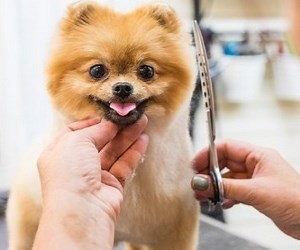 #1 Dog Groomers Guilford NY - Visit Affordable Pet Groomers Today