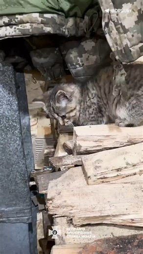 Just a kitten with the Ukrainian border guards. | In Ukraine