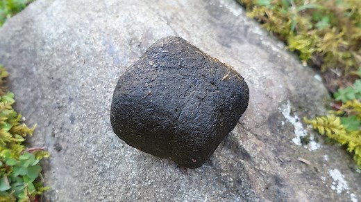 How do wombats poop cubes? Scientists get to the bottom of the mystery