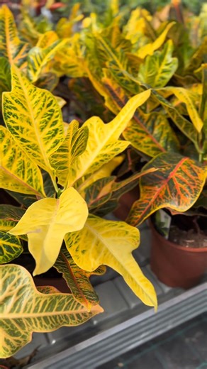 2.9K views · 21 reactions | Croton (Codiaeum variegatum) - culoare în ghiveci  – Frunzele sale viu colorate, în nuanțe de galben, roșu și verde, transformă orice colț într-un spectacol vizual. #VerdenaRo #gradinaverdena #croton #variegatum #petra #flori | Verdena.ro | Facebook
