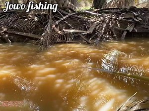 fishing for "puyu" fish using palm worm bait #fishing#pesca#pescadores#pescaria#fyp#viral | Jowo fishing