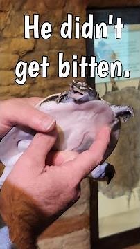 Turtle Gets Examined by Vet