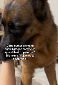Mon berger allemand a grogné pour la première fois — pourquoi ?
