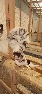 10K views · 1K reactions | Jacobin | Pigeon | Facebook