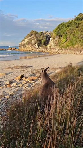 Oh, hey there buddy 🦘The friends you meet in Crowdy Bay National Park. #crowdybaynationalpark #nswparks #nationalpark #portmacquarie #iloveportmacquarie #seeaustralia #newsouthwales #midnorthcoast 📷 @oceanbymyside | Greater Port Macquarie