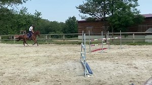 ⚡️Nouveau hongre de 6 ans par Catchar Mail : top amateur ⚡️ Cheval d'1m65-66 gentil, respectueux et facile. Cheval avec une bonne énergie qui ne regarde rien. Il a déjà tourné en cycle libre. Bientôt plus de vidéos. 👨‍⚕️ Top radios 12 clichés ☎️ Contact Haras des Hayes 🇫🇷 06 82 74 32 47 | Haras des Hayes