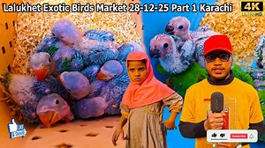Lalukhet Exotic Birds and Parrots Market 28-12-2025 Part 1 Karachi _ Hen and Rooster and Chicks | Jamshed Asmi Informative vlogs