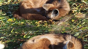 Two foxes sleep on the ground.