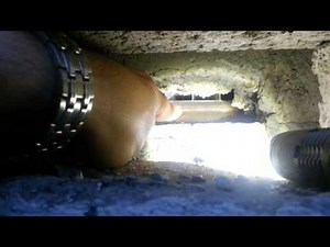 How Mice & Rats Access Apartment Ceilings?