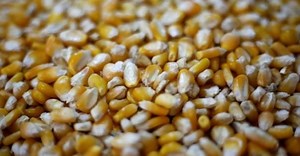 Reuters: Ukraine decides against corn export limits – deputy minister