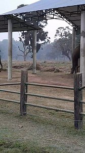 nature # Beautiful rhino@ Elephant Breeding Sauraha Chitwan #pride of chitwan # | Namaste Nepal