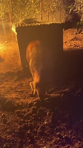 “ can you turn the heat down guys , it’s getting hot out here “ oh franky  Making room for new piggie huts  | Matty’s Sanctuary | Facebook