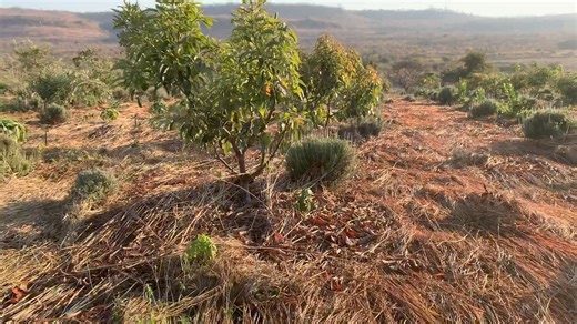Doing an orchard organic what you should do. #organic farming #made easy #Radical #Farmer | Radical Farmer - Organic Farm7