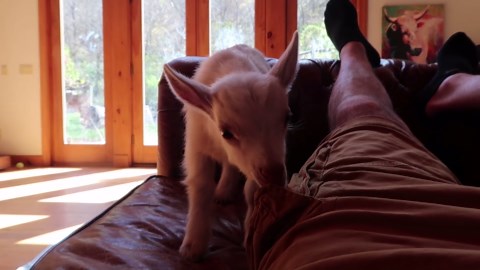 These goats have something to say - and it’s hilarious