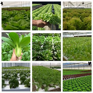 [Hot Item] White PVC Pipe Nft Hydroponic System Nft for Growing Lettuce