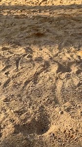 138K views · 208 reactions | DIY jewelry holder made from a natural shell | 5-Minute Crafts Men | Facebook