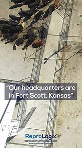 Holy Airball! Don’t miss your shot- ReproLogix™ delivers expert reproductive services on the farm, in-clinic, or at one of our many satellite locations. 📞 (844) 813-2697 #ReproServices #ReproLogix #whyaddwhenyoucanmultiply #cattlereproduction #cattleranching #showcattle #cattlegenetics #livestockshows #livestock #americanagriculture #showstock #stockshowlife #thelogicalchoice #cattle #ivf #embryotransfer #reproductiveservices #showheifer #showbull #showsteer #brahmancattle #holyairball #trend |