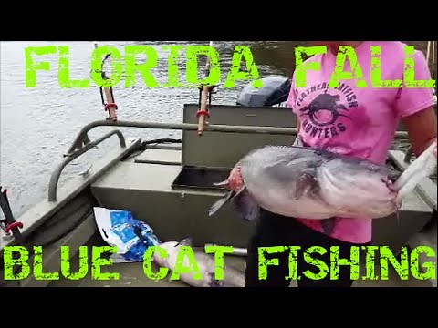 Catfishing In Florida