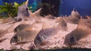 Slate Cory - 𝘏𝘰𝘱𝘭𝘪𝘴𝘰𝘮𝘢 𝘤𝘰𝘯𝘤𝘰𝘭𝘰𝘳 There's nothing like a group of corys rummaging around the bottom of the aquarium. They add movement, interest and are fun to watch In typical cory fashion, they do best when kept on a soft sandy substrate. This is to ensure that their delicate barbels are kept safe from the damage that can be caused by sharp gravel etc. They're easy enough to feed too, with a good quality flake, sinking catfish pellets and live/frozen foods all being eagerly acce